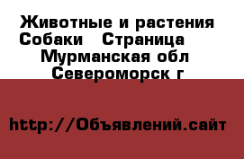 Животные и растения Собаки - Страница 10 . Мурманская обл.,Североморск г.